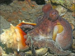 Octopus-joubini.jpg