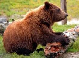 Oso kodiak.jpg