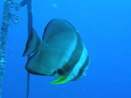 Pez murciélago de aleta grande.jpg