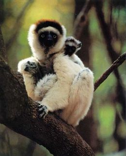Verreaux-sifaka.jpg