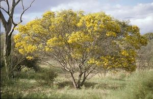 Acacia daphnifolia.jpg
