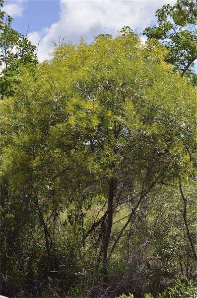 Archivo:Acacia leptostachya 1.jpg