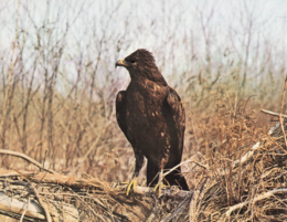 Aguila-moteada.png