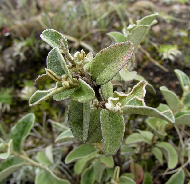 Archivo:Croton ehrenbergii 1.jpg
