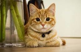 Giardiasisfelina.jpg