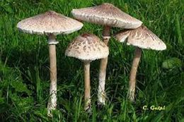 Macrolepiota esc.jpg