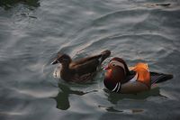 Pato-mandarín.jpg