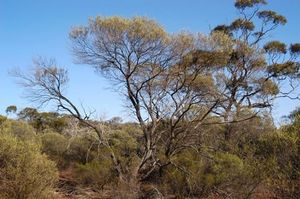 Acacia cockertoniana.jpg