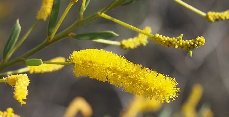 Archivo:Acacia lysiphloia 5.jpg