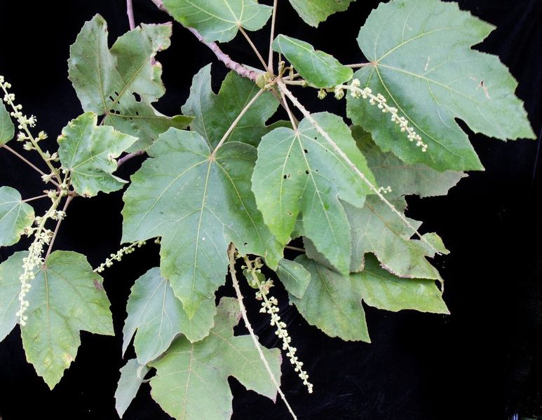 Archivo:Croton smithianus 2.jpg