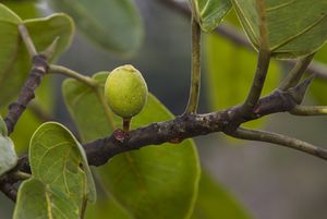 Ficus pakkensis.jpg