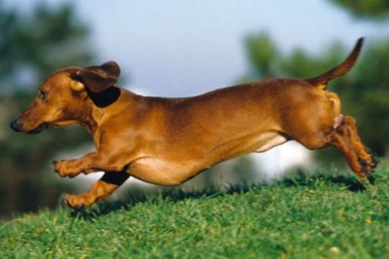 Archivo:Perro Tejonero.JPG