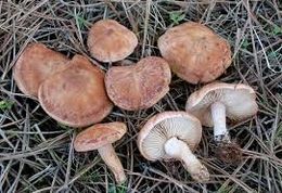 Rhodocybe gemina.jpg