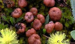 Ruhlandiella berolinensis.jpg