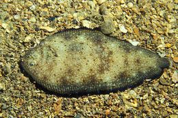 Synapturichthys kleinii.jpg