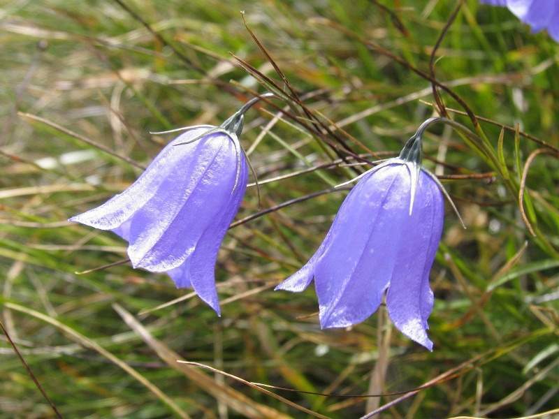 Archivo:Campanula alpina.jpg