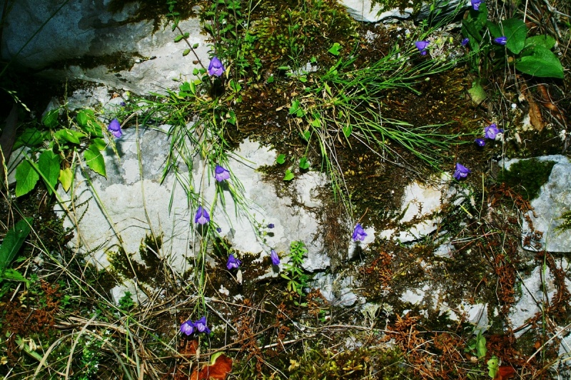 Archivo:Campanula justiniana.JPG