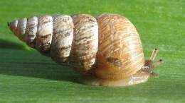 Caracol cargolina.jpg