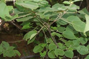 Croton danguyanus.jpg