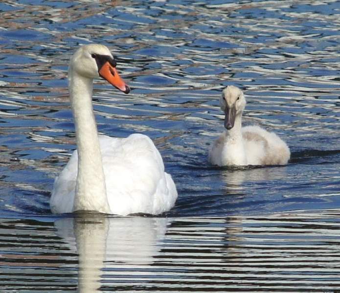 Archivo:Cygnus.jpg