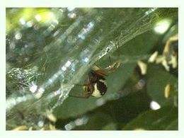 Frontinellina frutetorum.jpg