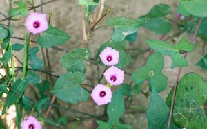 Ipomoea × leucantha.jpg