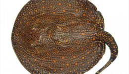 Potamotrygon rex.jpeg