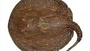 Potamotrygon rex.jpeg