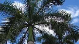 Real palm plant.jpg