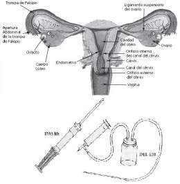 Regulación menstrual.jpg