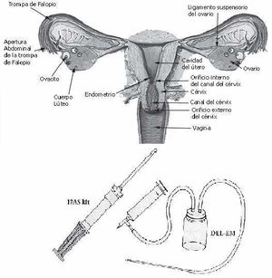 Regulación menstrual.jpg