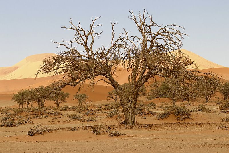 Archivo:Acacia erioloba 2.jpg