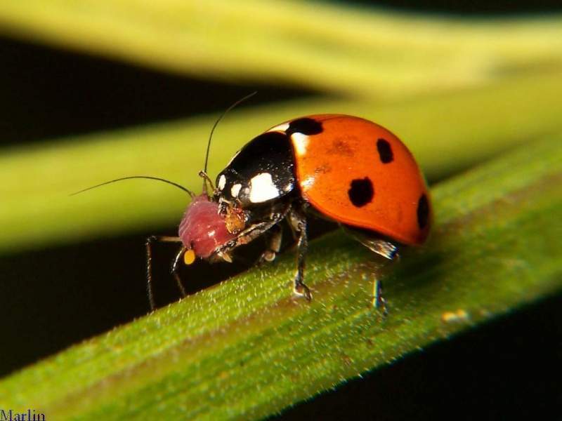 Archivo:Cocci comiendo.jpg