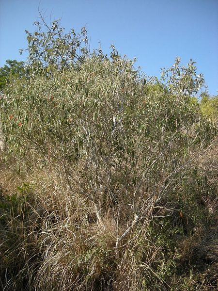 Archivo:Croton insularis.jpg