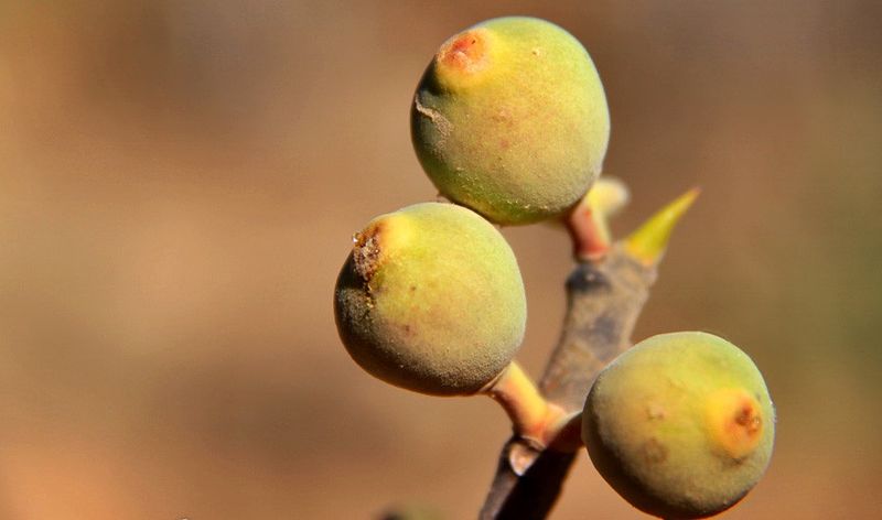 Archivo:Ficus calyptroceras frutos.jpg