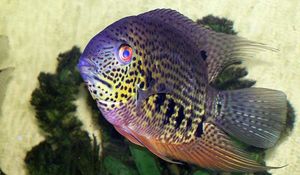 Heros-severum.jpg