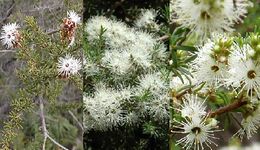 La-Kunzea-ambigua.jpg