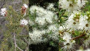 La-Kunzea-ambigua.jpg