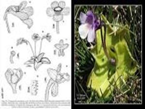 Pinguicula nevadensis.jpg