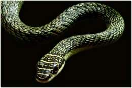 Serpiente voladora 1.jpg