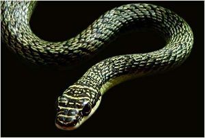 Serpiente voladora 1.jpg