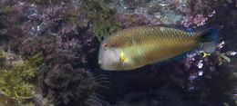 Xyrichthysnovacula2.jpg