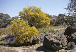 Acacia graniticola.jpg