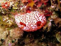 Aplidium elegans.jpg