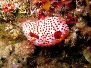 Aplidium elegans.jpg