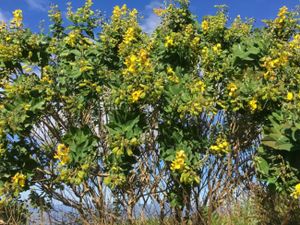 Crotalaria beddomeana.jpg