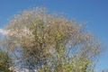 Croton elliotianus 1.jpg