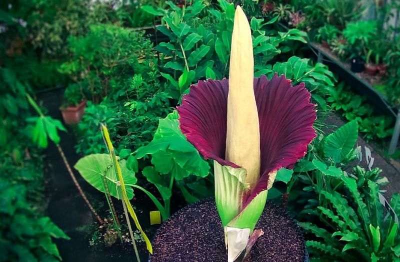 Archivo:Cuidados-de-amorphophallus-titanum.jpg