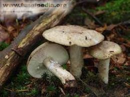 Lactarius blennius1.jpg