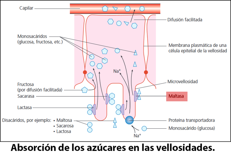 Archivo:Maltasa.png